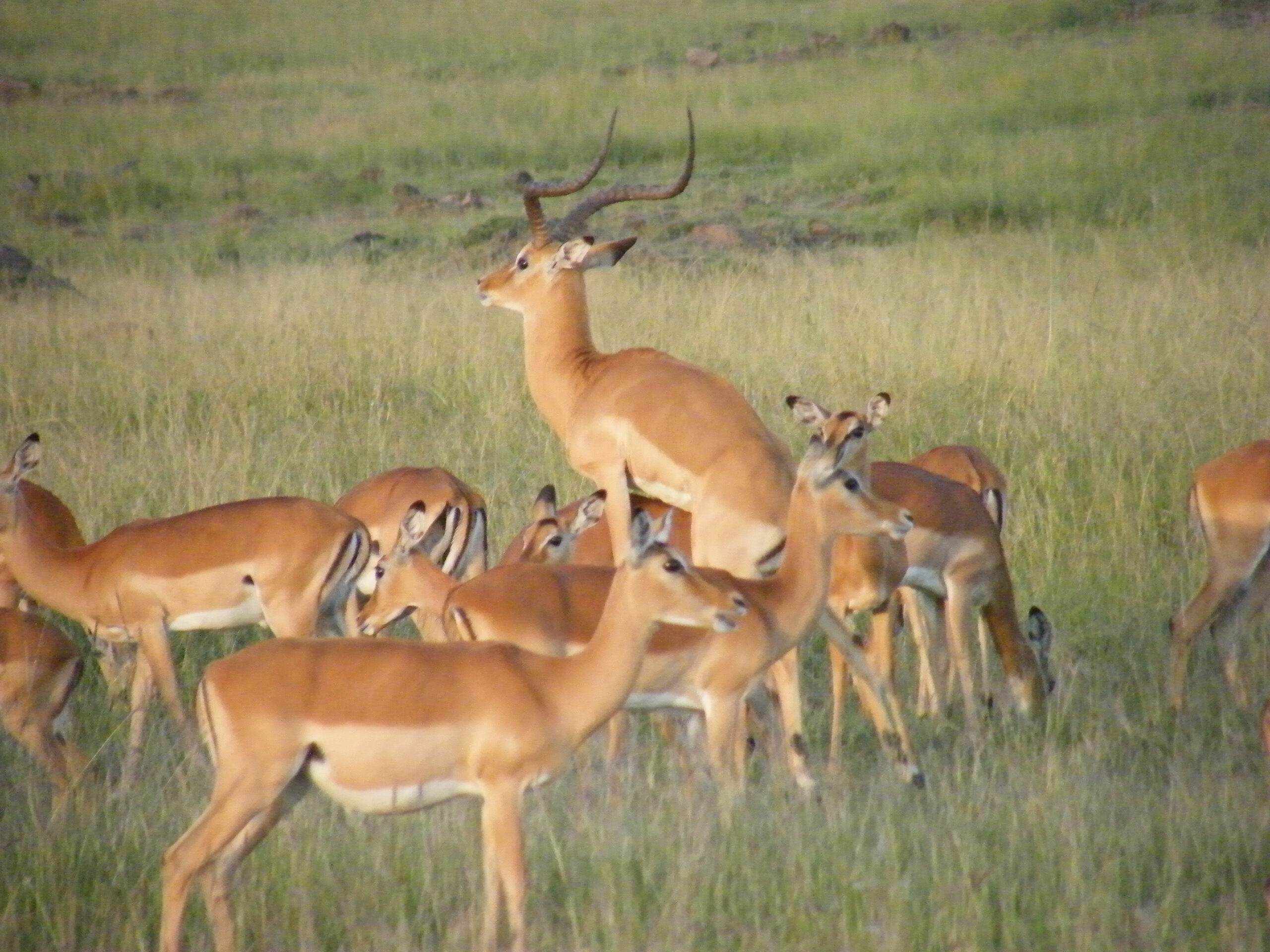 Serengati Kilimanjaro